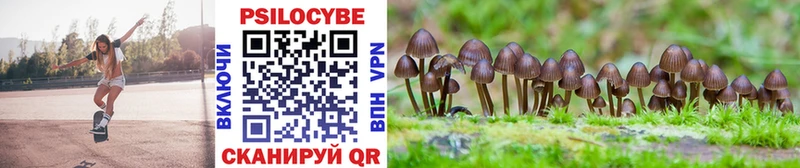 дарнет шоп  Данилов  Псилоцибиновые грибы Cubensis 